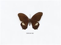 藏品(無尾白紋鳳蝶)的圖片